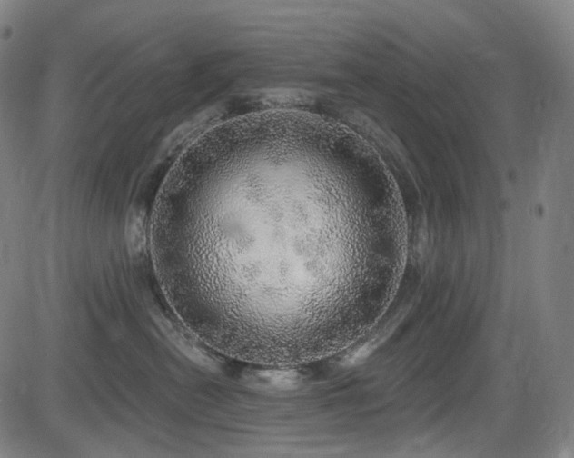X0000085240478200703091221