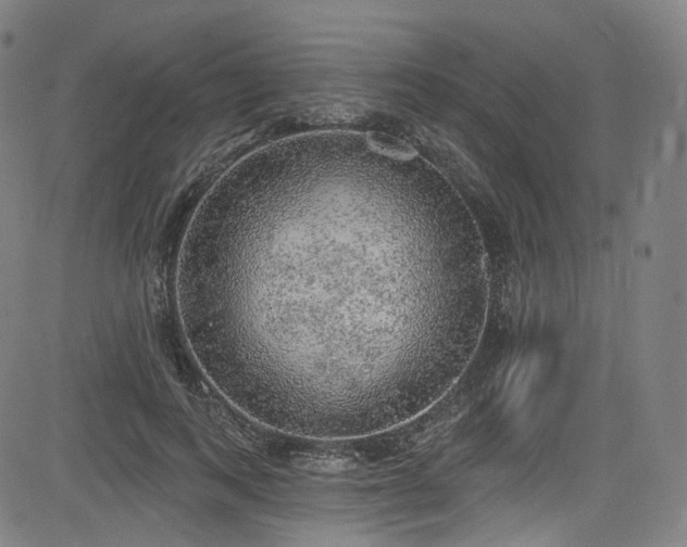 X0000085240743200703091216