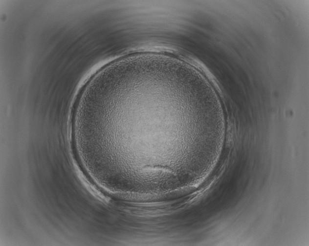 X0000085240795200703091215