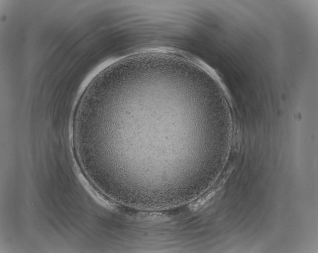 X0000085240811200703091215