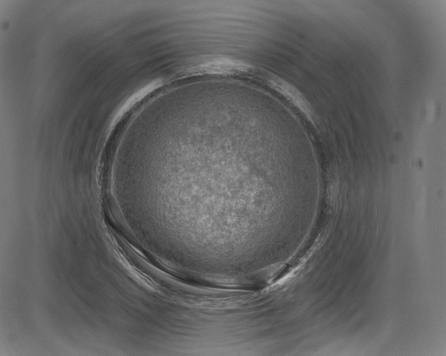 X0000085241026200703091211