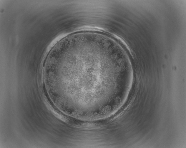 X0000085241371200703091206