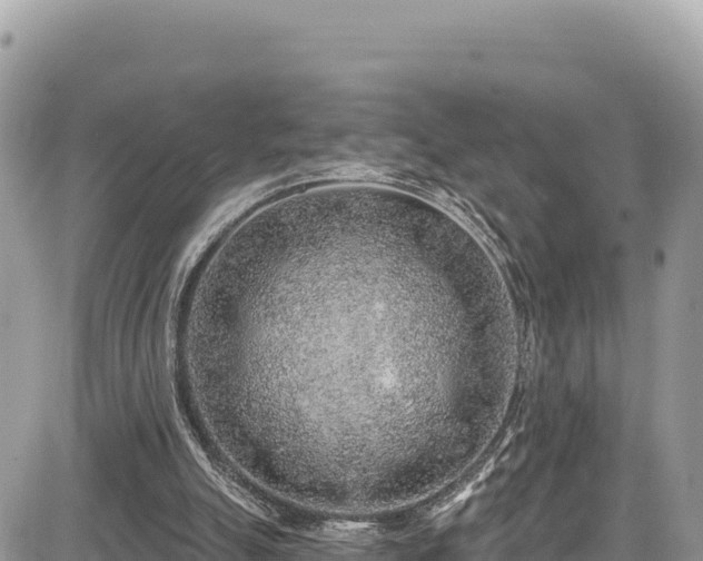 X0000085240055200703161347
