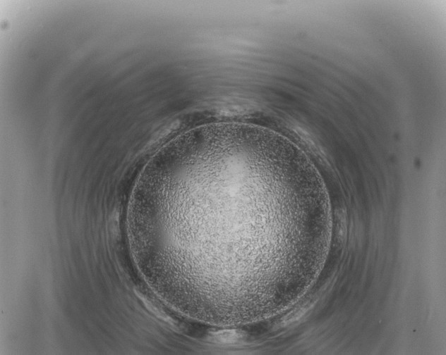 X0000085240269200703161344