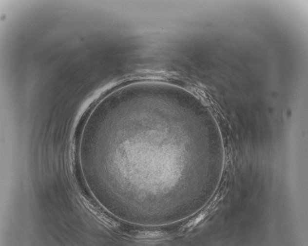 X0000085240342200703161342