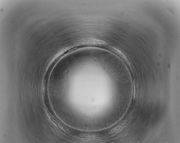 X0000085240435200703161340