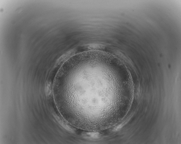 X0000085240478200703161341