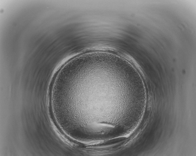 X0000085240795200703161335