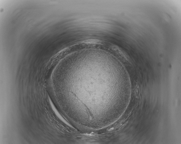 X0000085240821200703161334