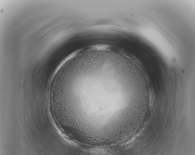 X0000085240861200703161334
