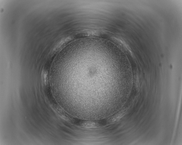 X0000085240123200703231634