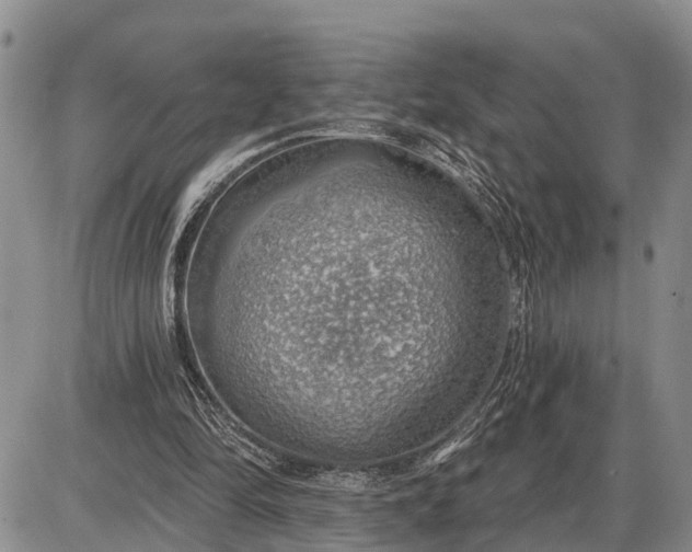 X0000085240294200703231631