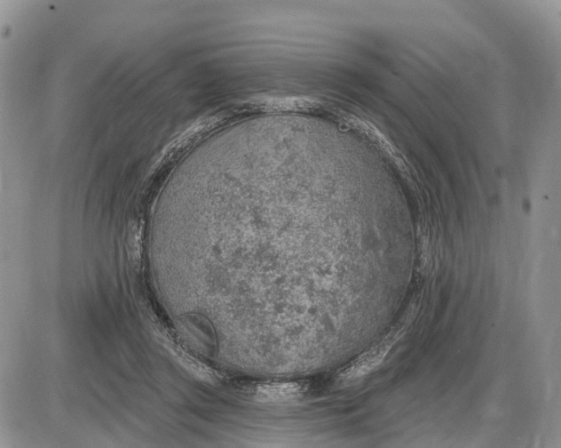 X0000085240357200703231630