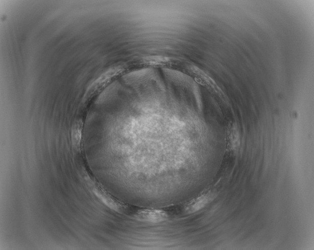 X0000085240427200703231629