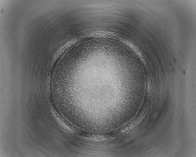 X0000085240445200703231628