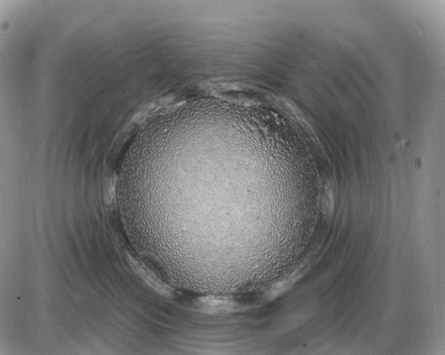 X0000085240477200703231629