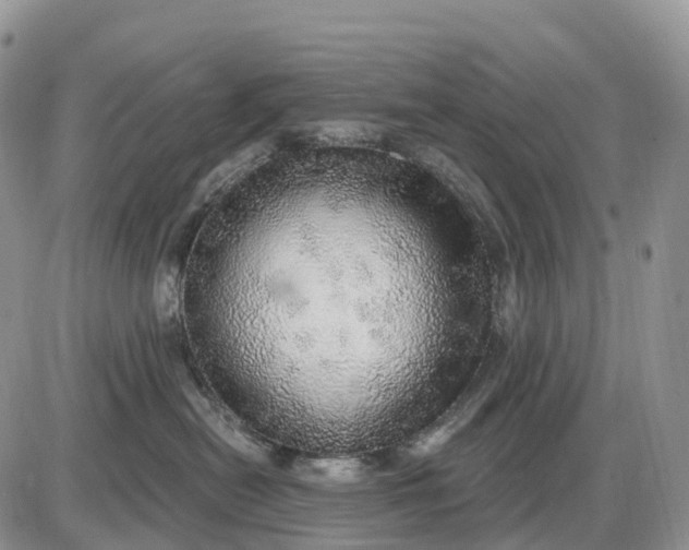 X0000085240478200703231629