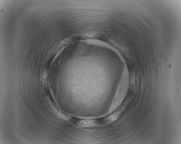 X0000085240526200703231627
