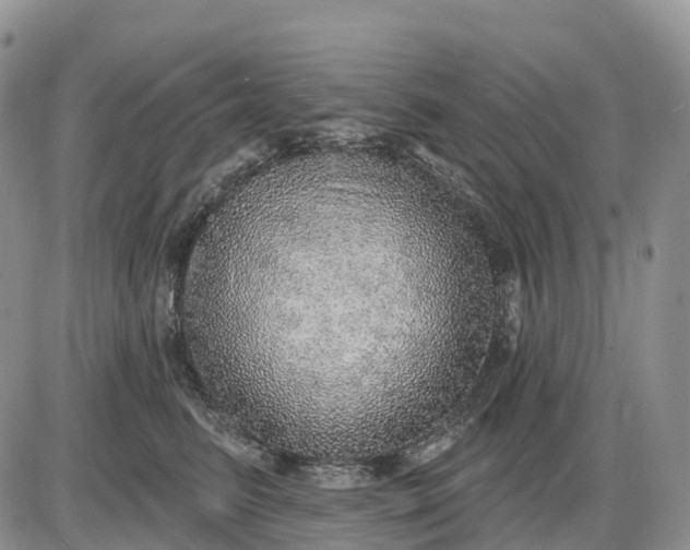 X0000085240615200703231626