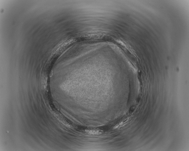 X0000085240693200703231624