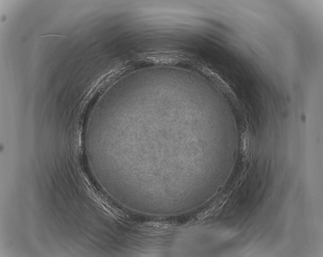 X0000085240733200703231623