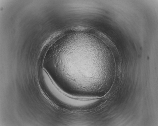 X0000085240734200703231623