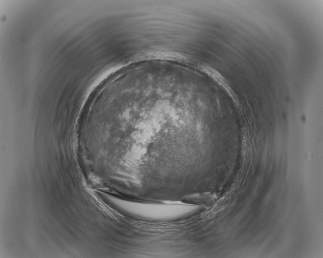 X0000085241024200703231619