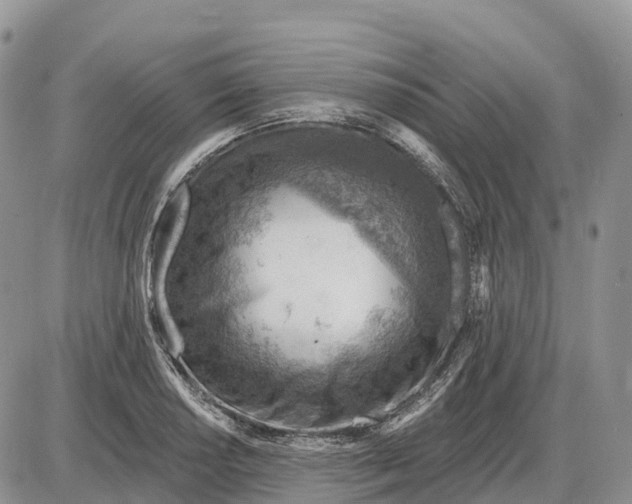 X0000085241034200703231619