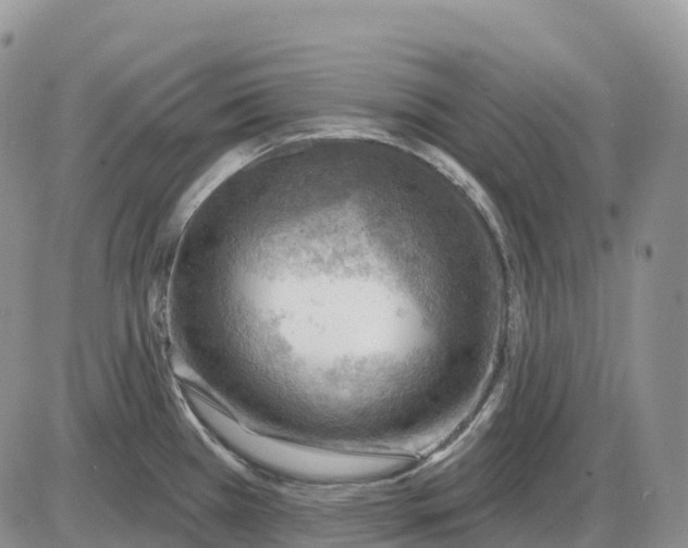 X0000085241385200703231613