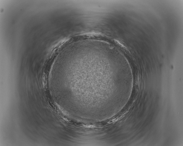X0000085241398200703231612