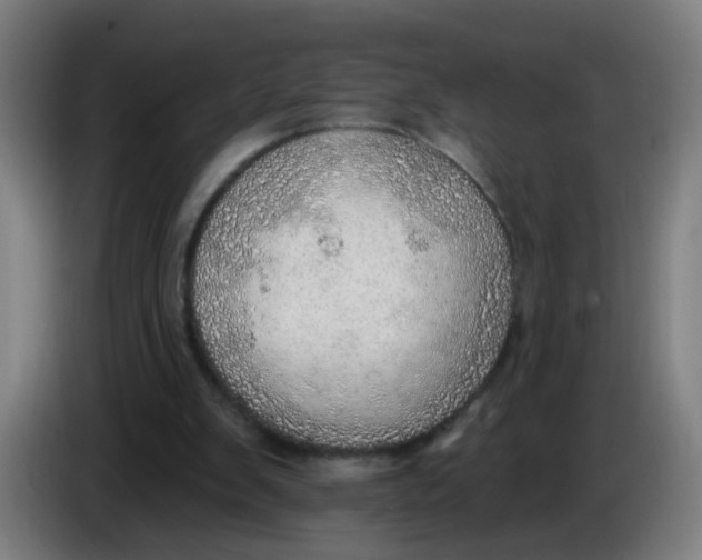 X0000085240103200703301756