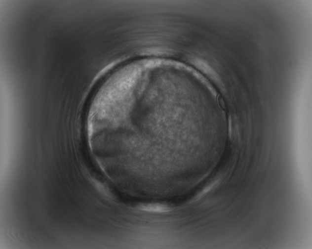 X0000085240204200703301755