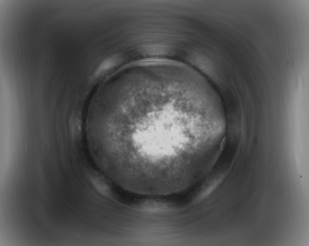 X0000085240207200703301755