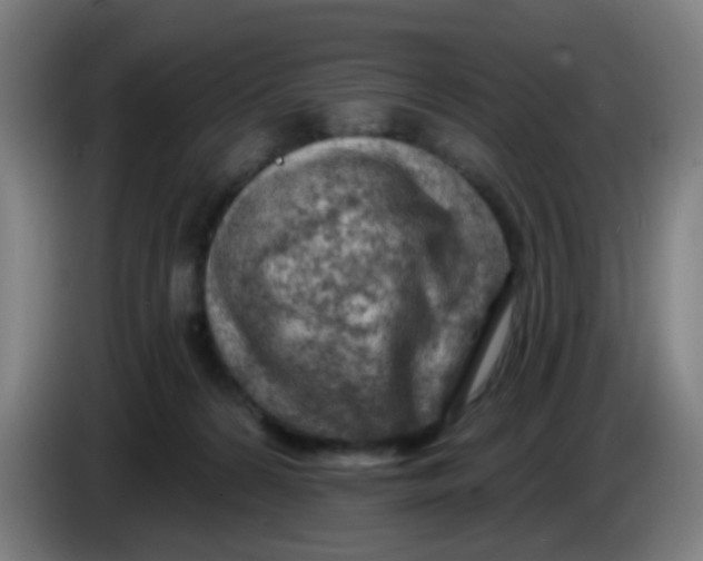 X0000085240224200703301754