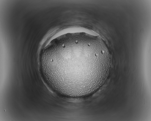 X0000085240245200703301754
