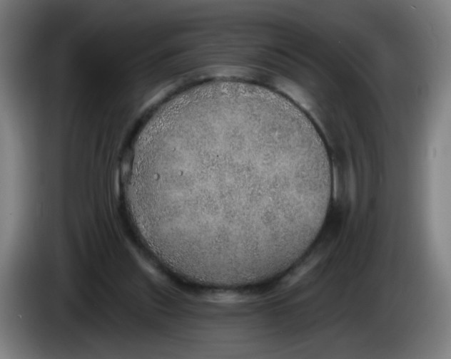 X0000085240253200703301754