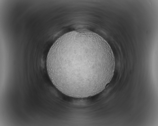 X0000085240282200703301754