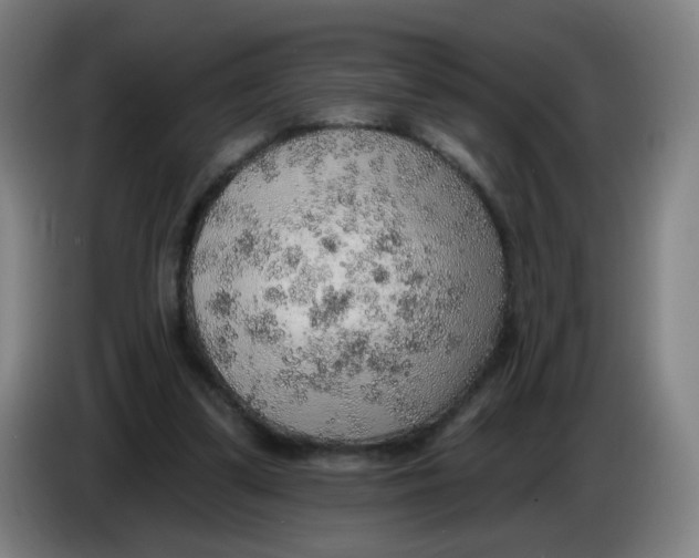 X0000085240299200703301753