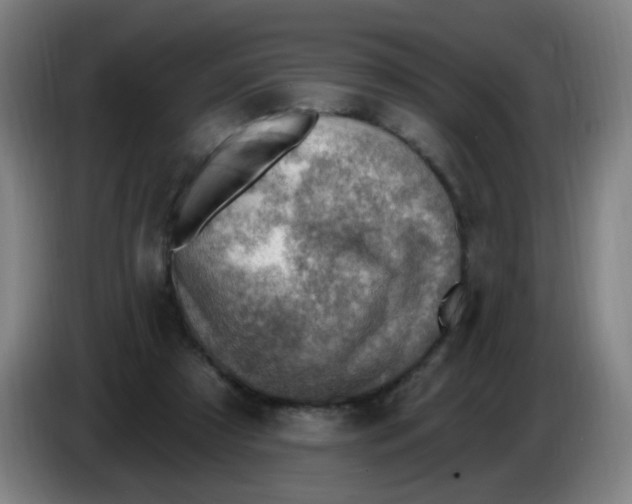 X0000085240305200703301753