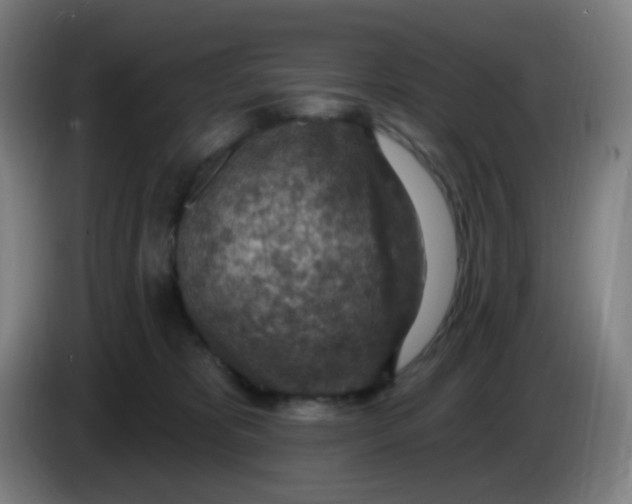 X0000085240325200703301753