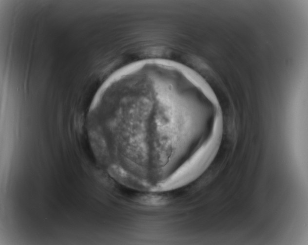 X0000085240326200703301753
