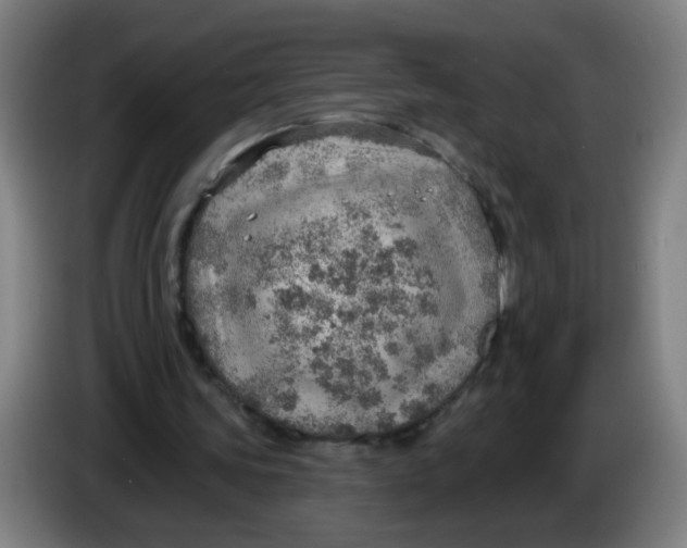 X0000085240339200703301752
