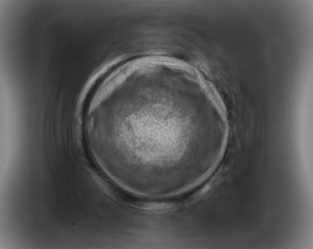 X0000085240342200703301752