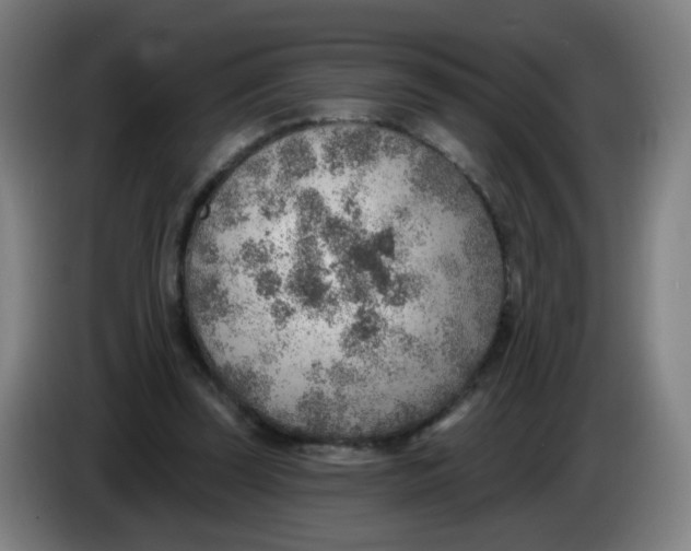X0000085240347200703301752