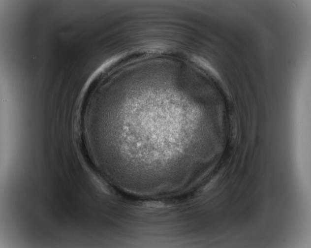 X0000085240392200703301752