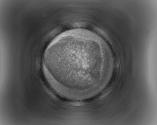 X0000085240402200703301752