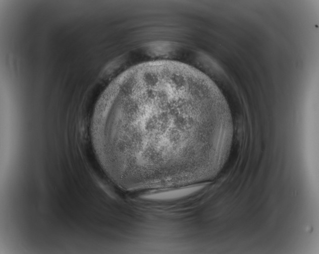 X0000085240408200703301752