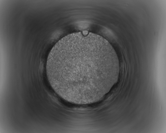 X0000085240412200703301752