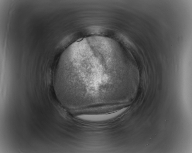 X0000085240413200703301752