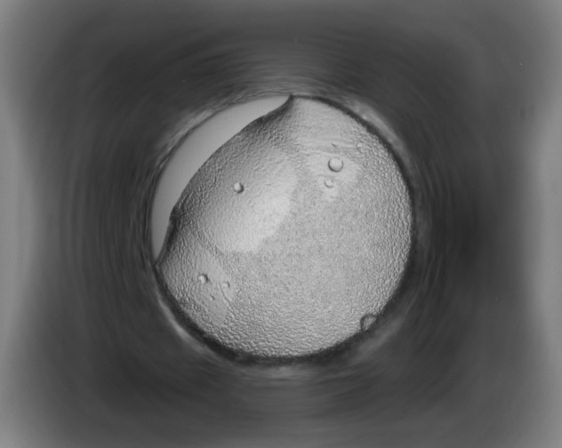 X0000085240433200703301751